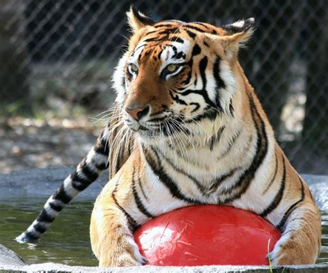 Big cat habitat and gulf coast sanctuary - Big Cat Habitat & Gulf Coast Sanctuary . Skip to content. Just added to your cart. Qty: View cart () Continue shopping Submit. Close search. Search Cart. 0 items. Home; Catalog; Home; ... Big Cat Habitat Coffee Mug. Regular price $12.00 Sale price $12.00 Regular price $12.00 Unit price / per . Sale Sold out. Previous page; …